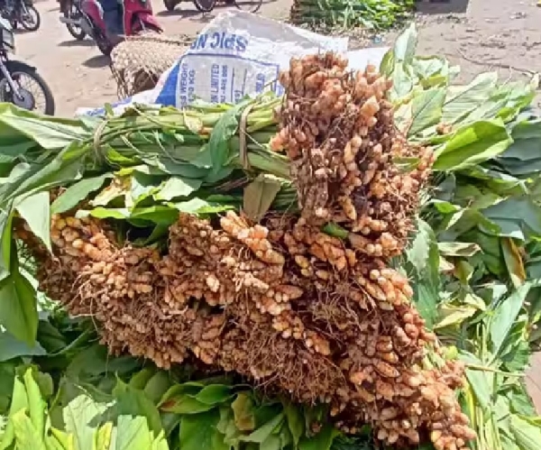 தமிழக அரசின் பொங்கல் பரிசு தொகுப்பில் இஞ்சி, மஞ்சள் கொத்தை சேர்த்து வழங்க விவசாயிகள் கோரிக்கை