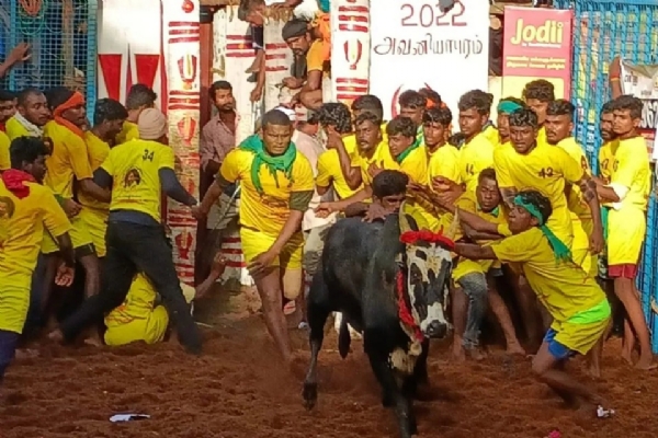 அவனியாபுரம் ஜல்லிக்கட்டில்  காயமடைந்த 32 பேரில் 5 பேர் மருத்துவமனையில் அனுமதி