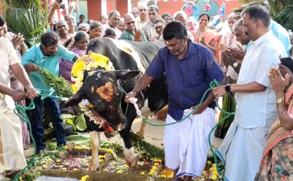 வேளாண்மை பல்கலைக்கழகத்தில் பட்டி பொங்கல் விழா கொண்டாட்டம்