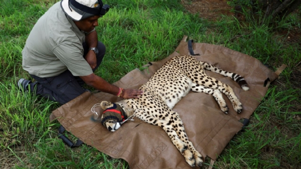 Cheetah death