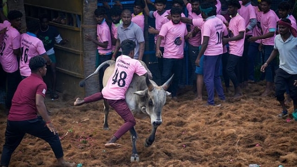 ஜல்லிக்கட்டு