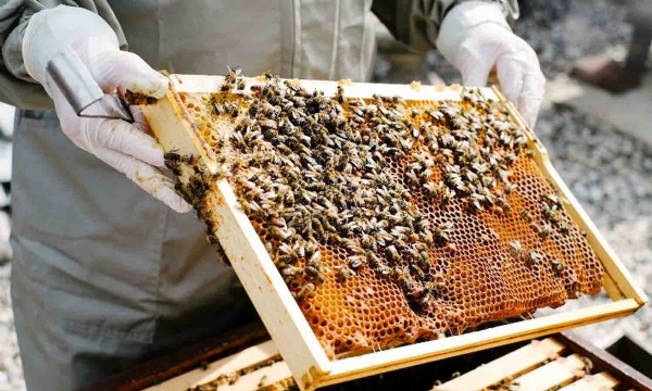 ஜனவரி  19 ஆம் தேதி முதல் வேளாண் அறிவியல் நிலையத்தில் தேனீ வளர்ப்பு பயிற்சி