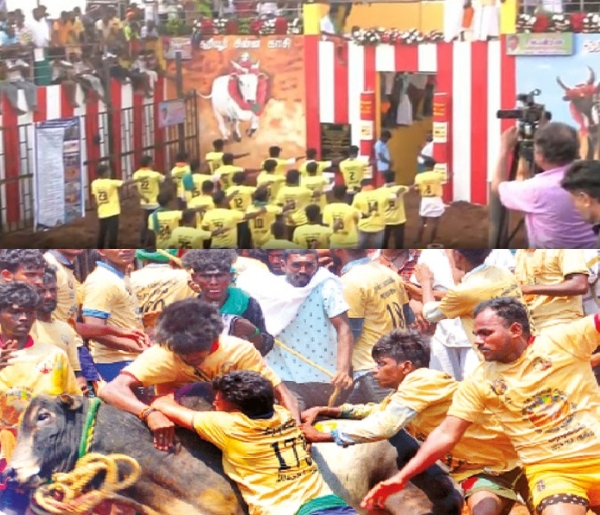 சூரியூர் நிரந்தர ஜல்லிக்கட்டு மைதானத்தில் இன்று  முதல் முறையாக ஜல்லிக்கட்டு போட்டி  - 850 காளைகள், 600 மாடுபிடி வீரர்கள் பங்கேற்பு