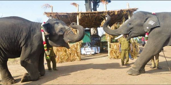 டாப்சிலிப் கோழி கமுத்தி யானைகள் முகாமில் யானை பொங்கல் விழா கோலாகலம்- 24 வளர்ப்பு யானைகள் பங்கேற்பு