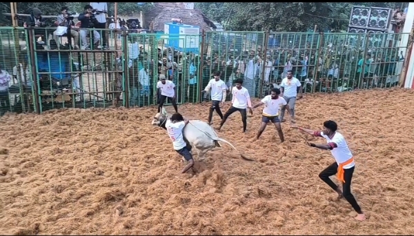Jallikattu