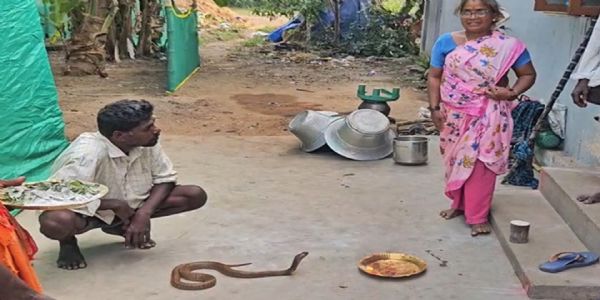 பாம்பை வழிபடும் விநோத சடங்கு - தலைமுறை தொடர்ந்து கடைபிடிக்கும் பழங்குடியினர்!