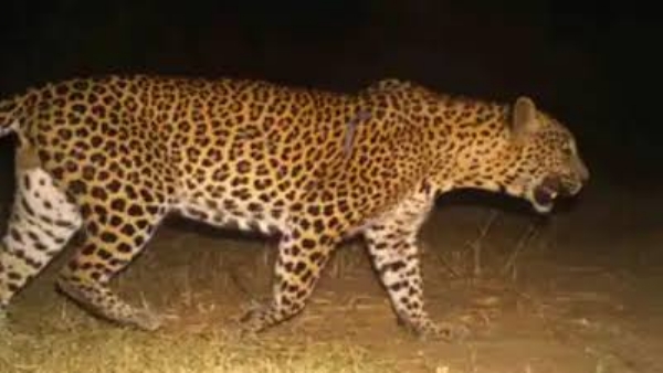 சிறுத்தை