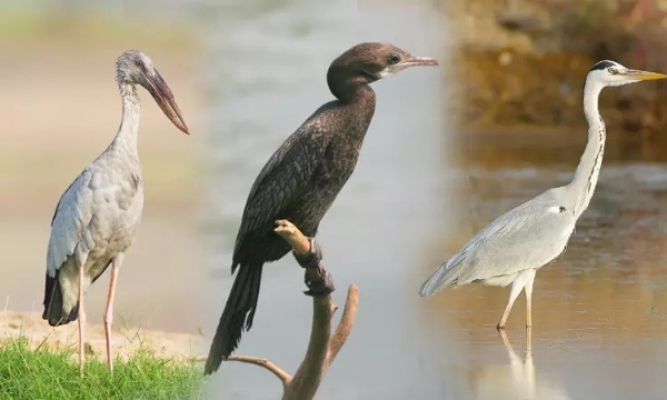 வருகிற 23-ந் தேதி முதல் 25-ம் தேதி வரை 16-வது தாமிரபரணி பாசன பகுதிகளில் பறவைகள் கணக்கெடுப்பு பணி