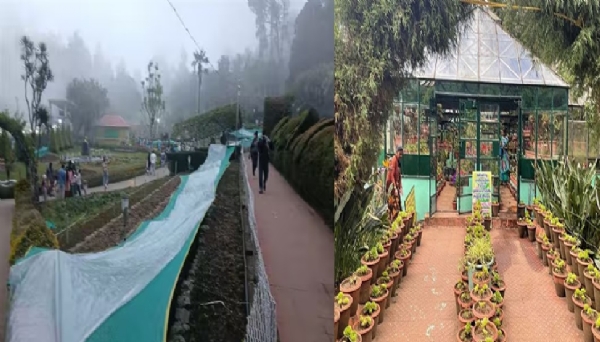 கொடைக்கானலில் மலர்க் கண்காட்சிகான நாற்றுகள் பனியால் சேதம் - பனிப்போர்வையை போர்த்தி பாதுகாப்பு ஏற்பாடு