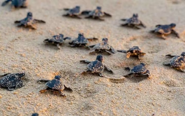 ரூ 6.40 கோடி மதிப்பீட்டில் ஆமை விலக்கு சாதனங்களை வழங்கும் திட்டம் - மீனவர் நலத் துறை அறிவிப்பு