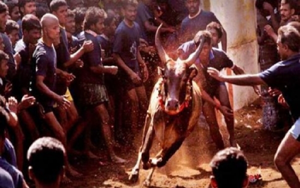 புதுக்கோட்டை தச்சங்குறிச்சியில் ஜல்லிக்கட்டு போட்டிகள் தொடக்கம் புதுக்கோட்டை தச்சங்குறிச்சியில் ஜல்லிக்கட்டு போட்டிகள் தொடக்கம்