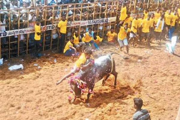 புதுக்கோட்டை ஜல்லிக்கடில்  71 பேர் காயம் - 15 பேர் தஞ்சை அரசு மருத்துவமனையில் அனுமதி