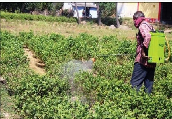 பனிபொழிவால் மல்லிகை பூ விளைச்சல் பாதிப்பு - விவசாயிகள் வேதனை