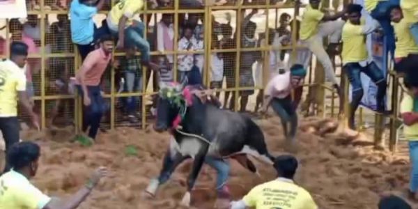 குமாரபாளையத்தில் ஜல்லிக்கட்டு ; சீறிப்பாய்ந்த காளைகள்