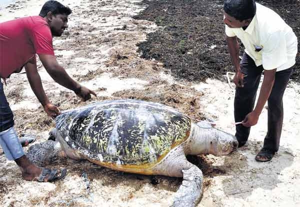 Sea Turtles Sea Turtles
