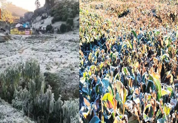 ஊட்டி கொடைக்கானலில் மீண்டும் உறைபனி - தேயிலை விளைச்சல் பாதிப்பு