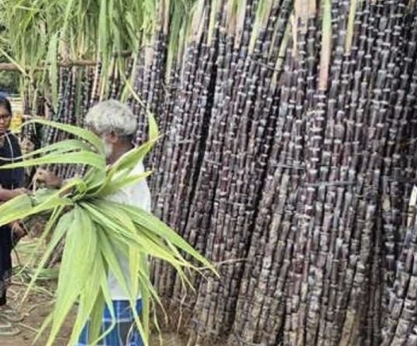 கரும்பு விவசாயிகள்