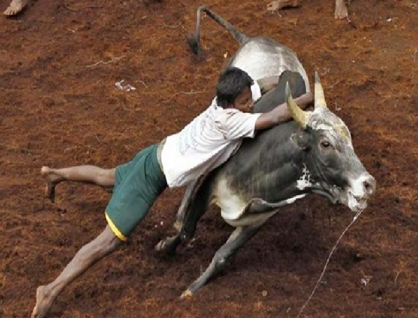 மதுரை ஜல்லிக்கட்டில் பங்கேற்க விரும்பும் வீரர்கள், காளைகளுக்கான ஆன்லைன் பதிவு இன்று முதல் தொடக்கம்