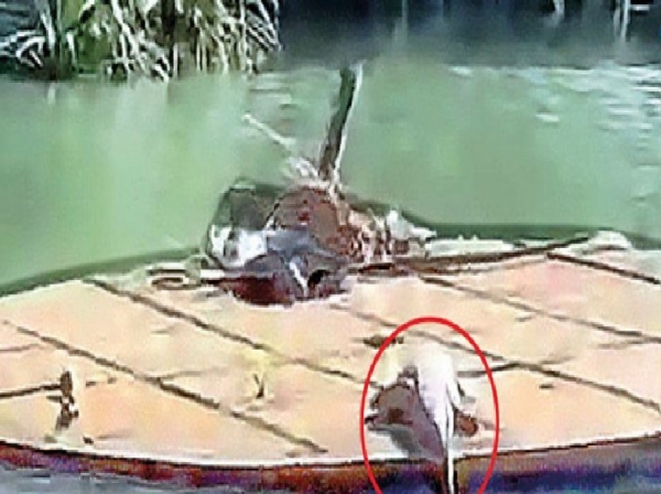 கோதையாற்றில் முதலை நடமாட்டம் குறித்த வீடியோ வெளியாகி பரபரப்பு