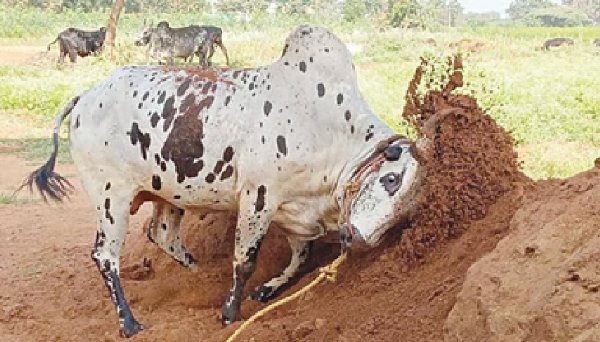 திண்டுக்கலில் ஜனவரி 17 ஆம் தேதி ஜல்லிக்கட்டு போட்டியில் பங்கேற்கும் காளைகளுக்கு பயிற்சிகள் தீவிரம் திண்டுக்கலில் ஜனவரி 17 ஆம் தேதி ஜல்லிக்கட்டு போட்டியில் பங்கேற்கும் காளைகளுக்கு பயிற்சிகள் தீவிரம்