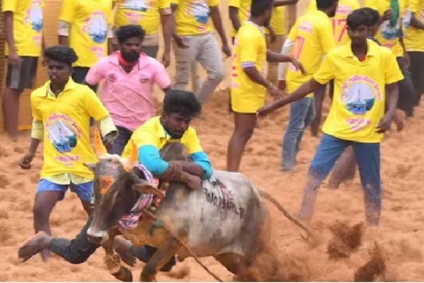 மதுரை ஜல்லிக்கட்டு போட்டிகளுக்கான முன் பதிவு இன்று மாலையுடன் நிறைவு மதுரை ஜல்லிக்கட்டு போட்டிகளுக்கான முன் பதிவு இன்று மாலையுடன் நிறைவு