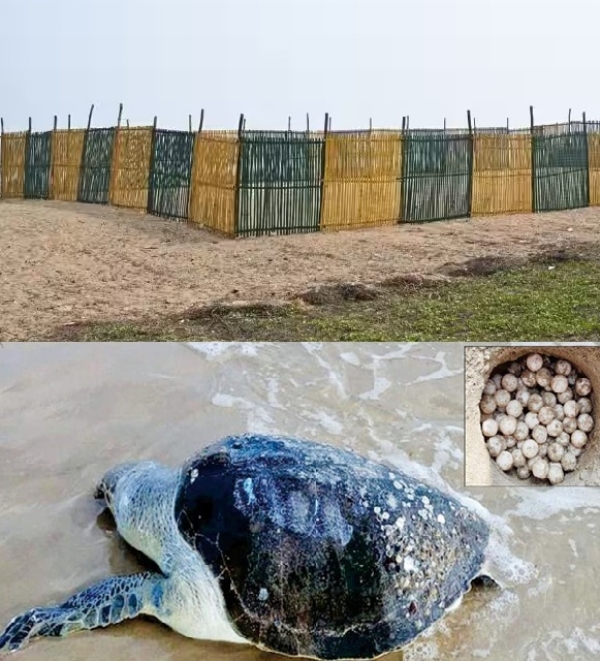 கடல் ஆமைகள் முட்டைகளை பாதுகாக்க கண்காணிப்பு குழுக்கள் அமைக்க வனத்துறை திட்டம்