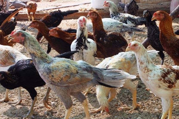 Chicken Chicken