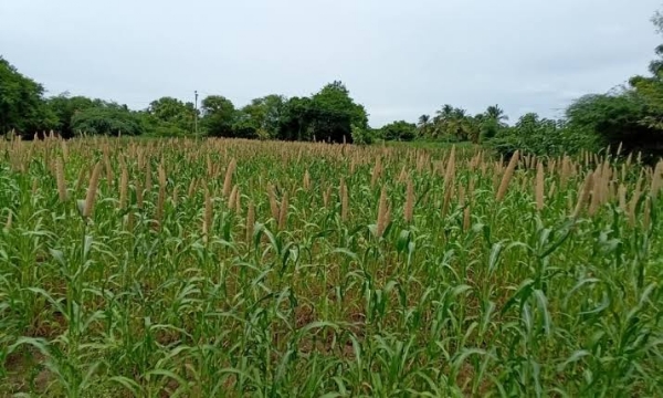 Farmers
