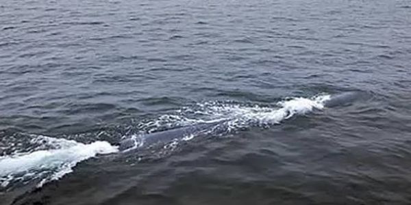 வடகொரியாவின் புதிய ஆயுத சோதனை - செயற்கை நுண்ணறிவு தொழில்நுட்பத்துடன் ஸாம்-2.0 டார்பிடோ!