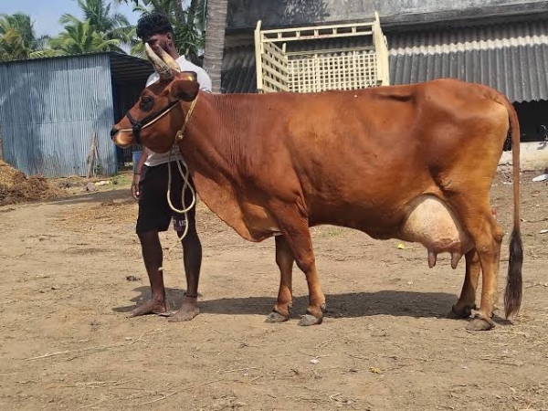 Cow Cow