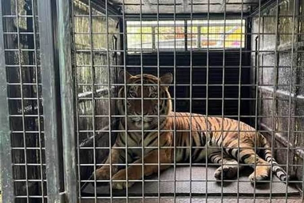Tigger Tigger