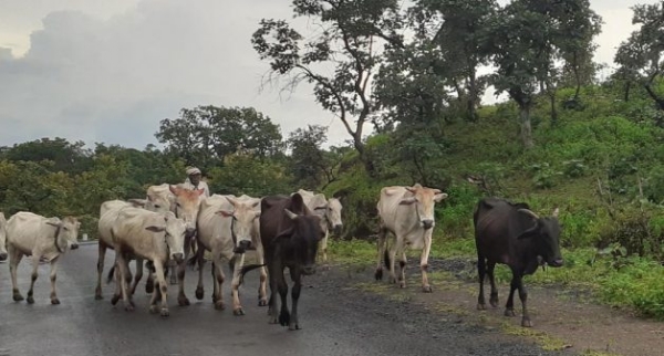 Cow Cow