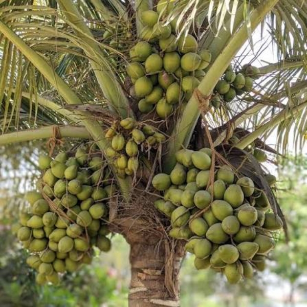 Palm