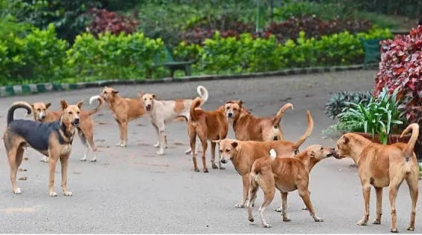 Dogs Dogs