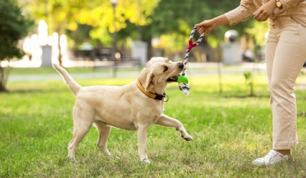 Animal Welfare Board announcement