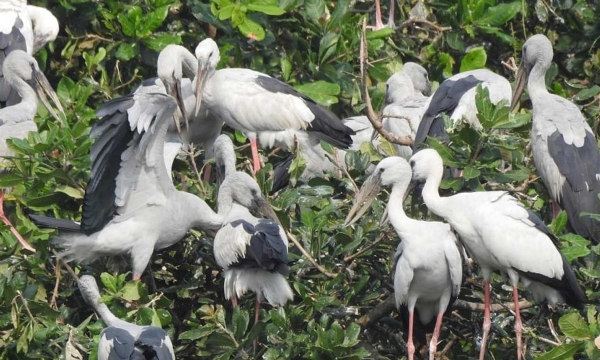 பறவைகள் கணக்கெடுப்பில் கலந்துகொள்ள பதிவு செய்யலாம் - தமிழக அரசு அறிவிப்பு