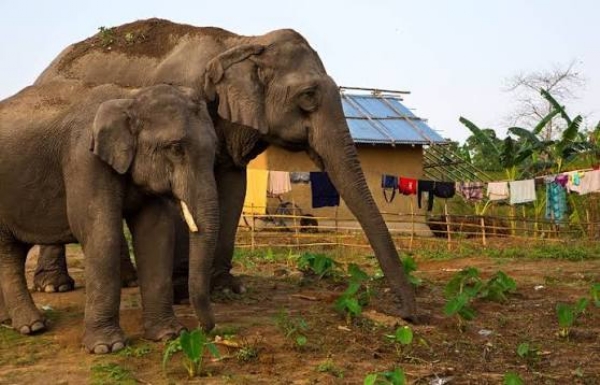 காட்டு யானை