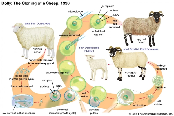 February 22, 1997, marked a milestone in the history of modern science when researchers at the Roslin Institute in Scotland announced the first successful cloning of a mammal from an adult cell.
