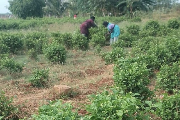 மல்லிகை பூக்கள் சாகுபடி உயர்வு - விவசாயிகள் மகிழ்ச்சி மல்லிகை பூக்கள் சாகுபடி உயர்வு - விவசாயிகள் மகிழ்ச்சி