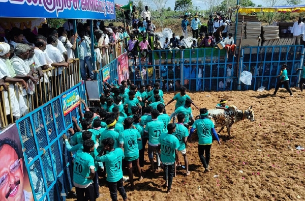 Jallikattu festivities Jallikattu festivities