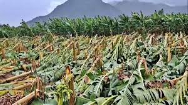 வாழை மரங்கள்