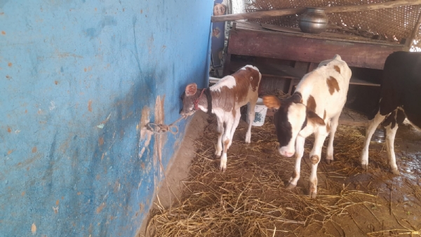 பசுமாடு