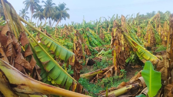 Banana trees bent in the wind