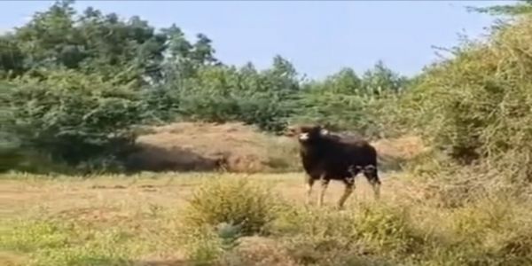 நார்த்தமலை அருகே உள்ள கிராமப் பகுதியில் ஐந்து காட்டெருமைகள் வந்ததால் கிராம மக்களிடையே பரபரப்பு