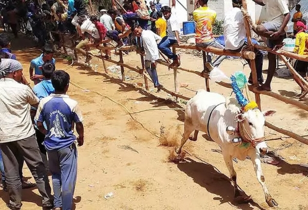 Cattle slaughtering festival