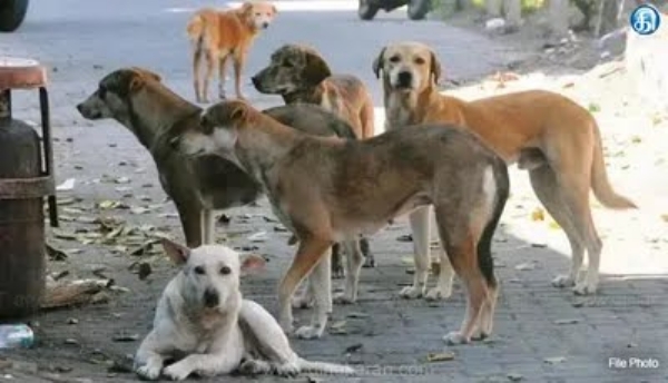 தெருநாய் தெருநாய்