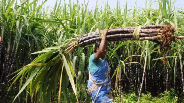 கரும்பு