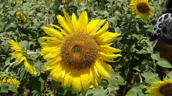 சூரிய காந்தி