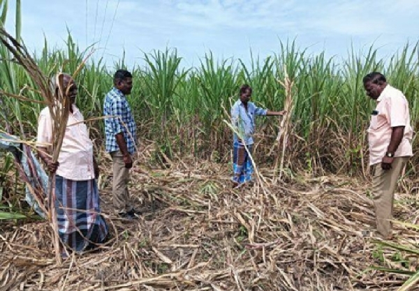 கட்டுப்பன்றிகளால் கரும்பு விவசாயம் பாதிப்பு - கரும்புகளை ஆய்வு செய்து இழப்பீடு வழங்க விவசாயிகள் கோரிக்கை கட்டுப்பன்றிகளால் கரும்பு விவசாயம் பாதிப்பு - கரும்புகளை ஆய்வு செய்து இழப்பீடு வழங்க விவசாயிகள் கோரிக்கை