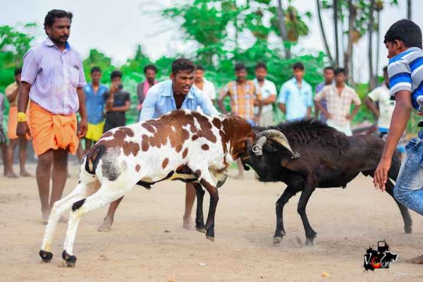 கிடா சண்டை